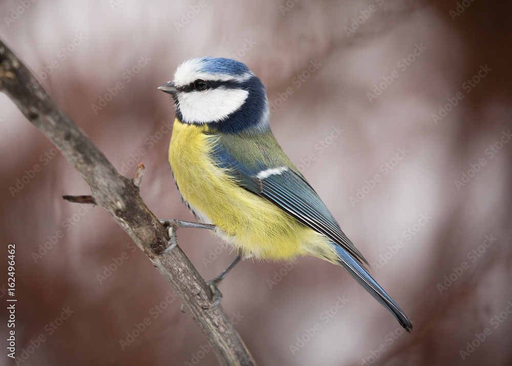 Naklejka premium Blue tit (Cyanistes caeruleus).