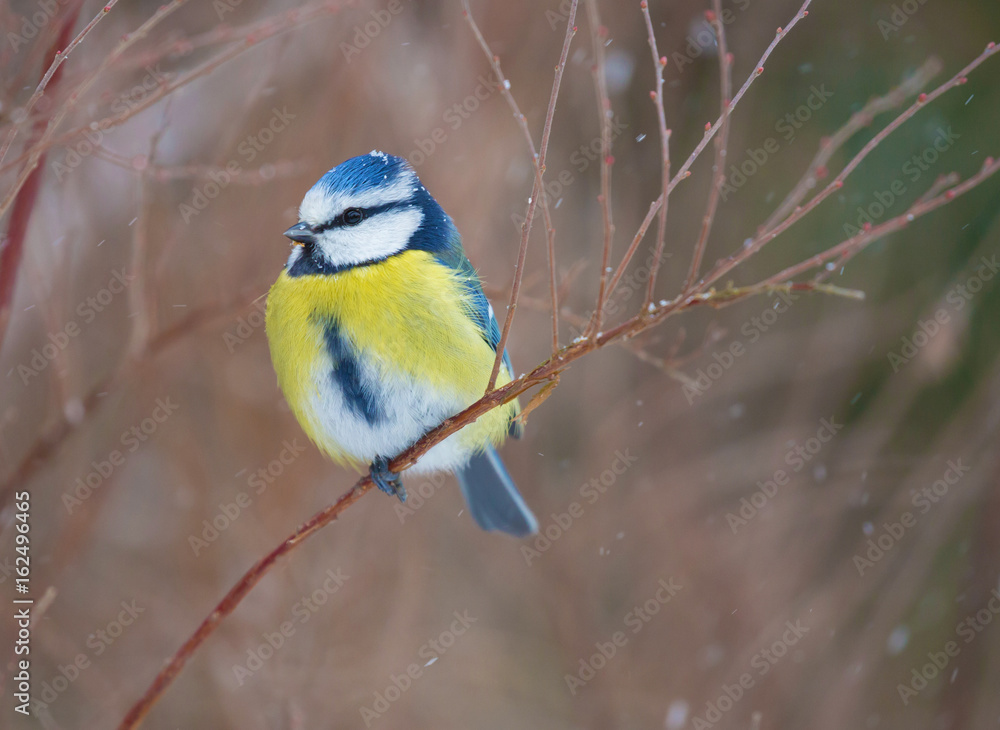 Blue tit (Cyanistes caeruleus). Blue tit (Cyanistes caeruleus).