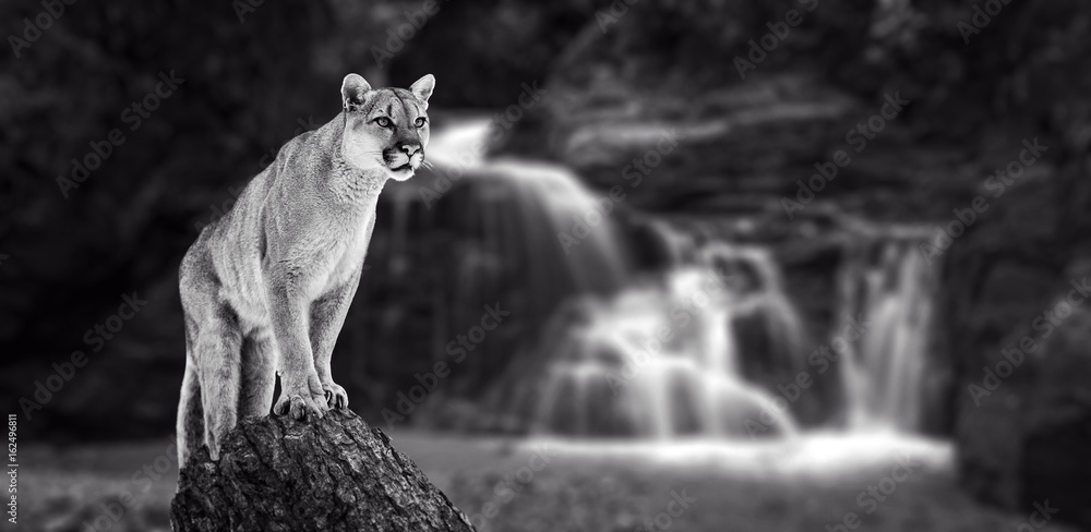 Obraz premium Puma at the Falls, lew górski, puma