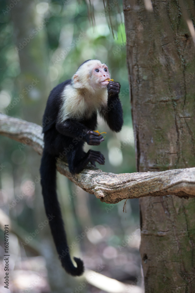 Naklejka premium White faced capuchin monkey in Quepos, Costa Rica