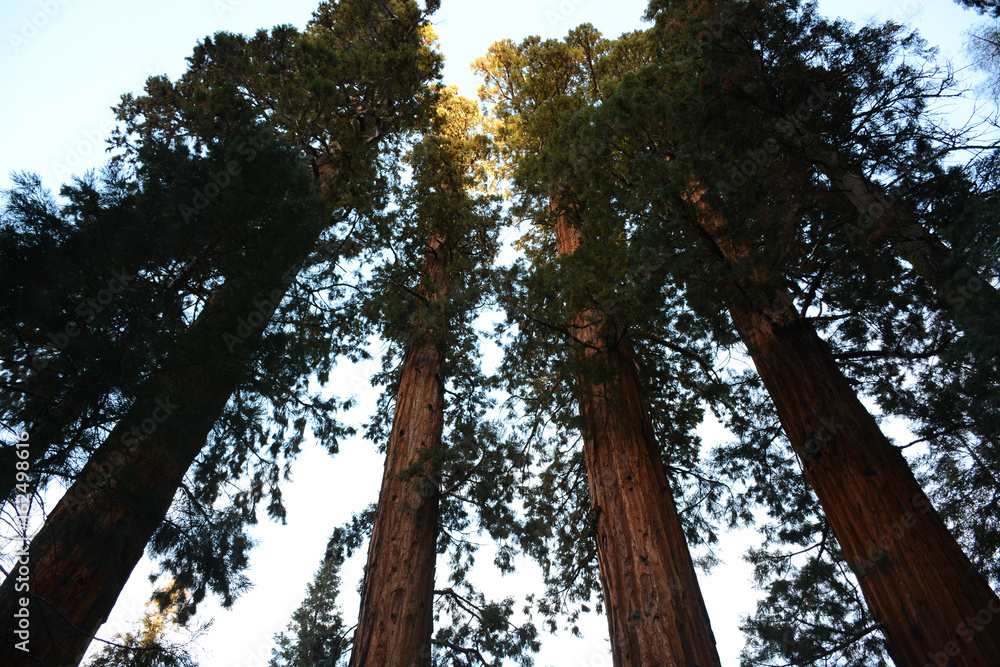 Fototapeta premium looking up into the sky through a forest of giant sequoia trees