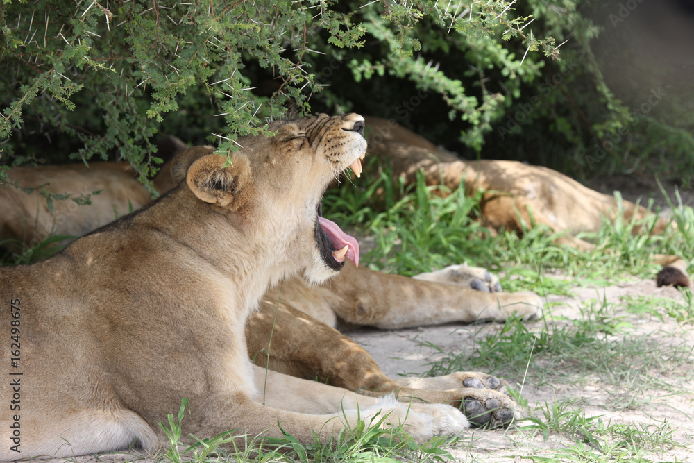 Lion wild dangerous mammal africa savannah Kenya Lion wild dangerous mammal africa savannah Kenya