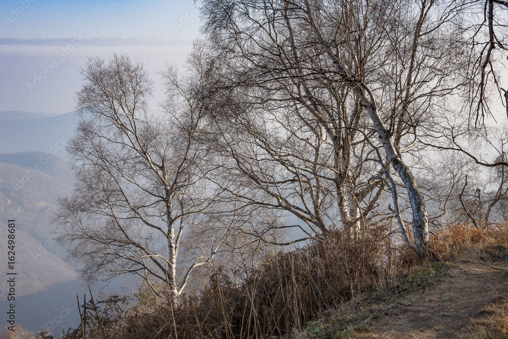 Fototapeta premium Val Grande, trees