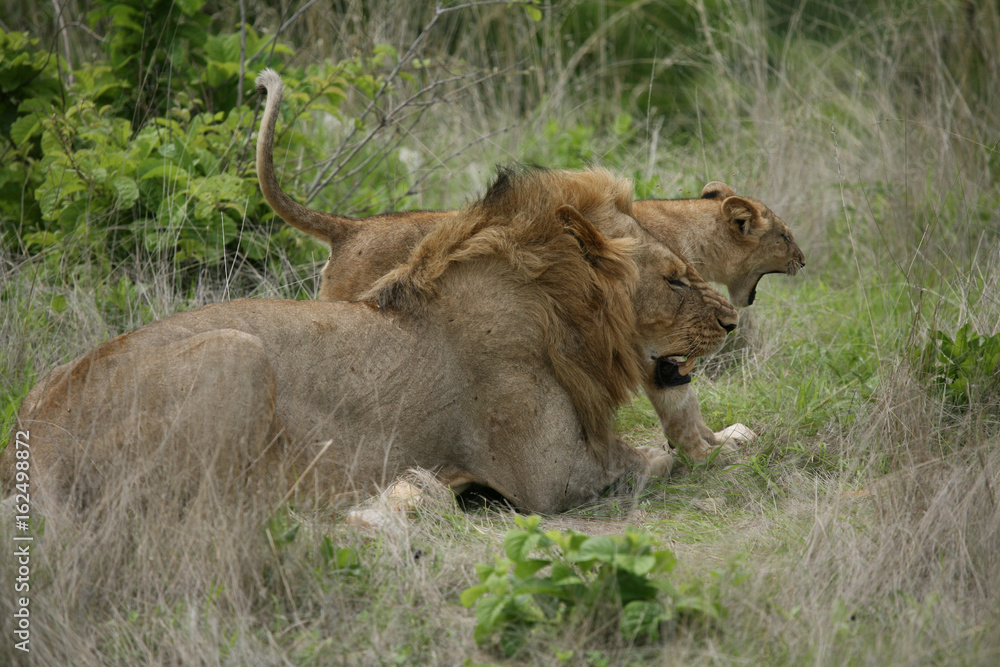 Lion wild dangerous mammal africa savannah Kenya Lion wild dangerous mammal africa savannah Kenya
