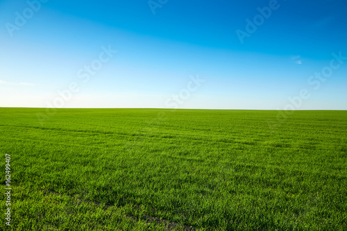 Perfect landscape with field with green grass and blue sky on a clear sunny day