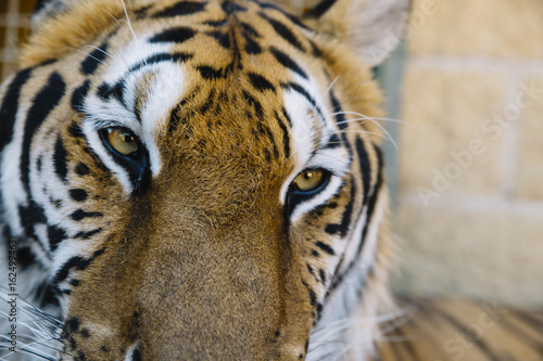 Tiger close up