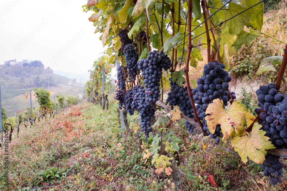 Langhe, vineyard in Piemonte