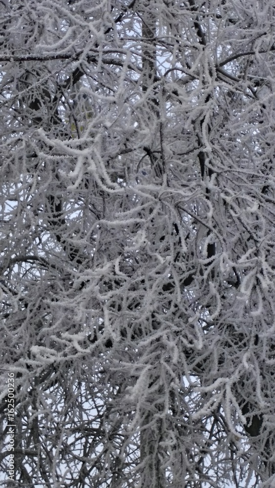 Winter Winter
