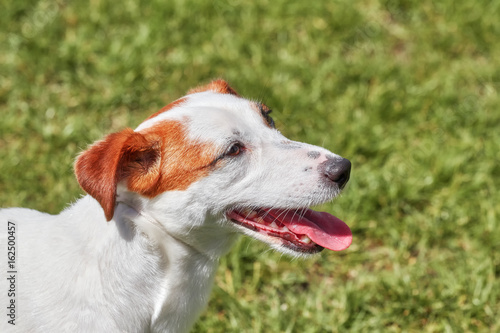 Portrait of a young Jack Russell Terrier