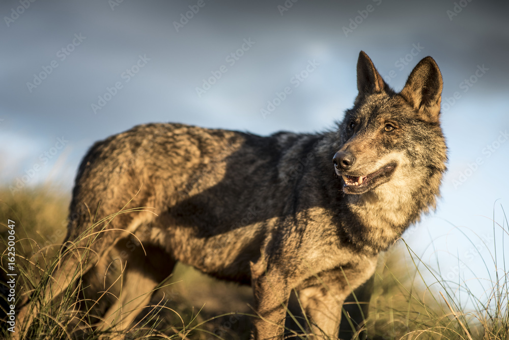 Fototapeta premium Iberic Wolf