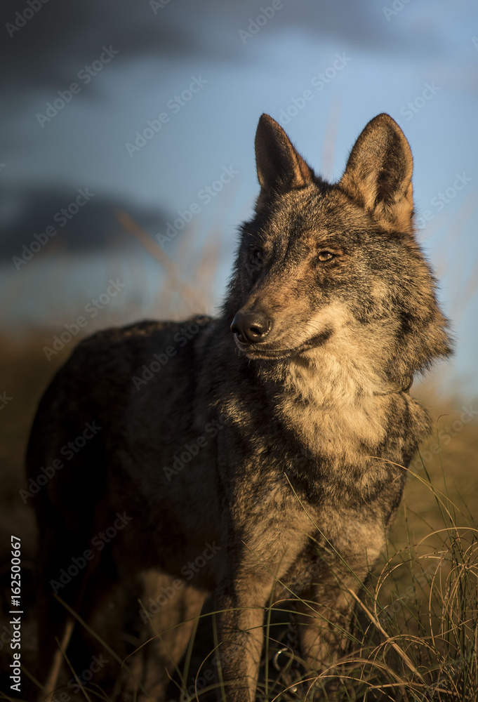 Iberic Wolf