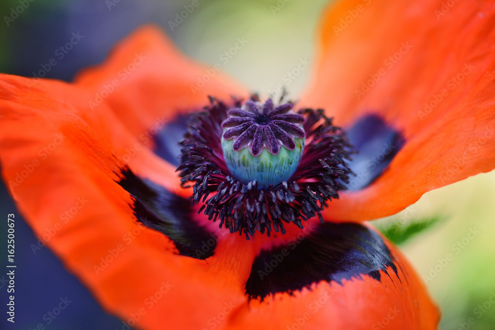 Closeup blooming red poppy flower. Stamen, stigma, filament and anthers. Closeup blooming red poppy flower. Stamen, stigma, filament and anthers.