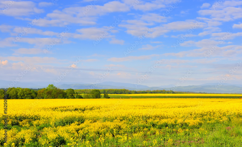 Field of rapeseed with beautiful clouds - plant for green energy