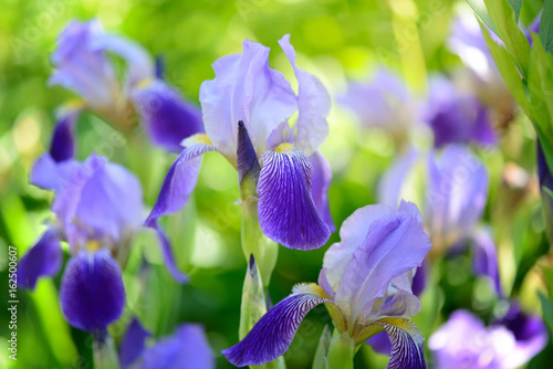 Fototapeta Naklejka Na Ścianę i Meble -  Blue Iris (Iris L.) in the green grass