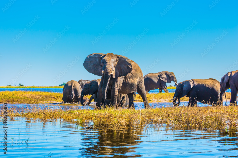 Naklejka premium Stado dorosłych i młodych słoni