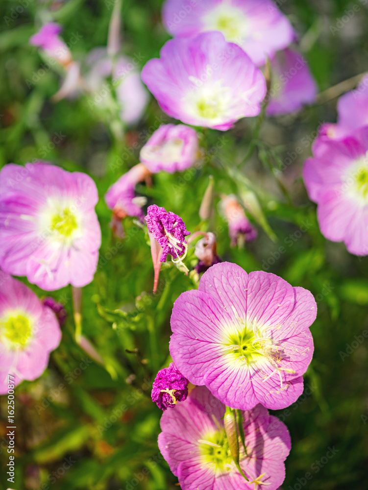 Rosa Blüten Rosa Blüten