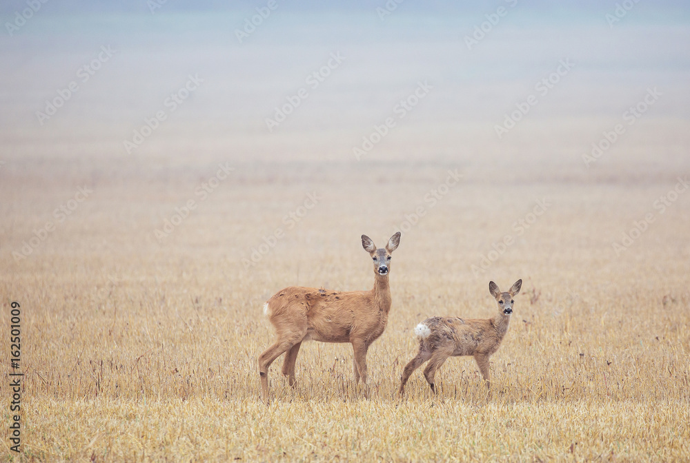 Naklejka premium Roe deer (Capreolus capreolus). Deer out in the corn field.