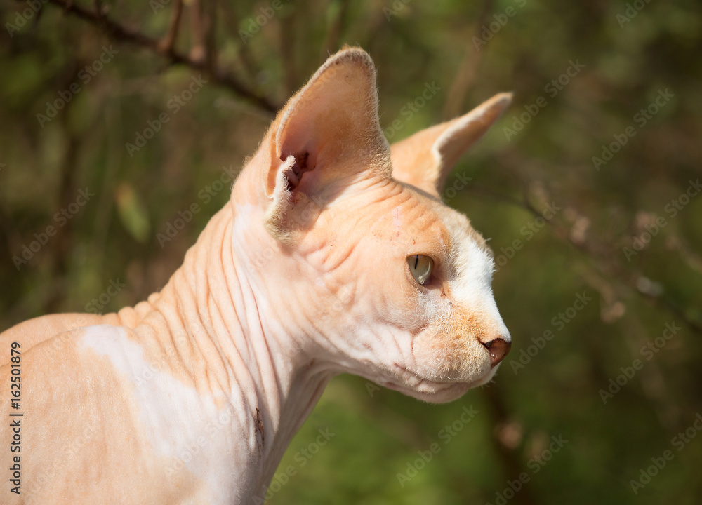 Sphynx cat sitting out in nature.