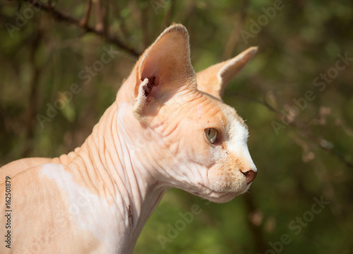 Sphynx cat sitting out in nature. © svenaw