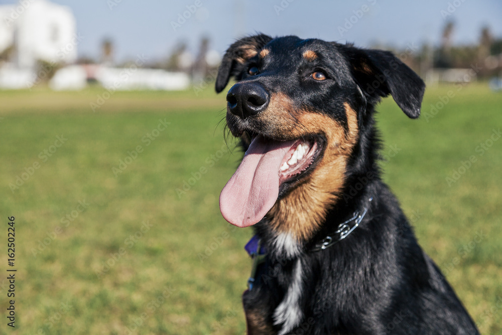 Beauceron with Australian Shepherd Dog Portrait in Park Beauceron with Australian Shepherd Dog Portrait in Park