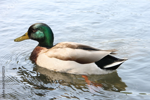 Дикая утка кряква с зеленым оперением на голове плывет по водной глади озера.