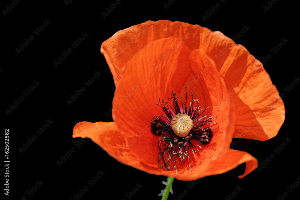 Klatschmohn Klatschmohn