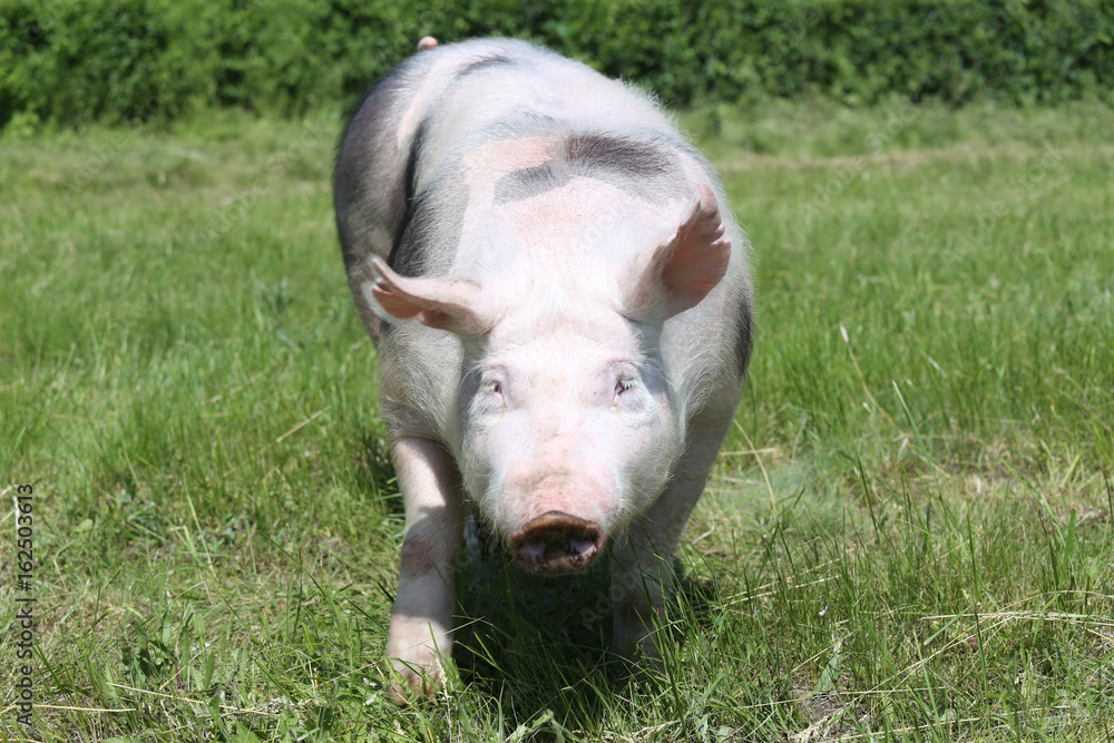 Front view head shot of a young pietrain breed pig on pasture Front view head shot of a young pietrain breed pig on pasture