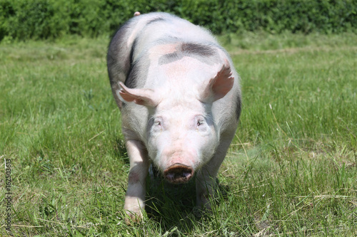 Front view head shot of a young pietrain breed pig on pasture © acceptfoto