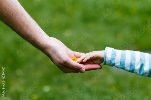  a little child giving a flower to her father. parent's and daughter's hands. family love and happiness concept. close up photo of hands