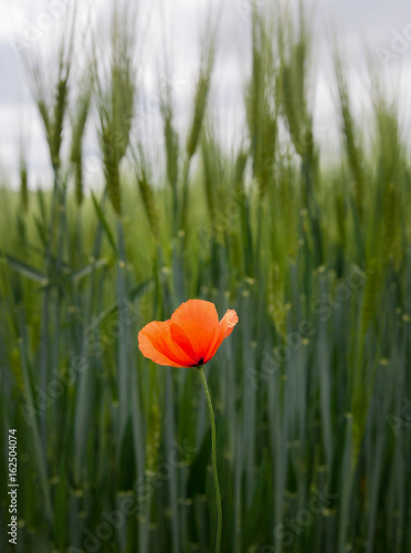 Barley field with poppy.