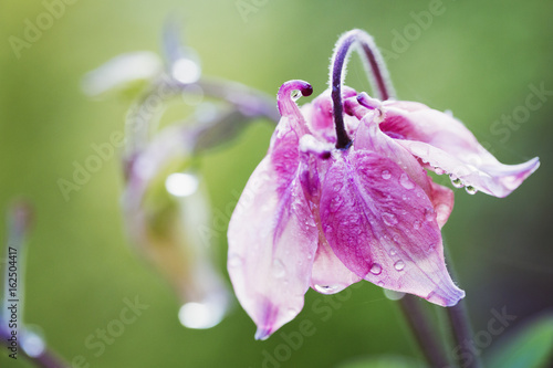 Close up of pink bellflower with dew drops. photo