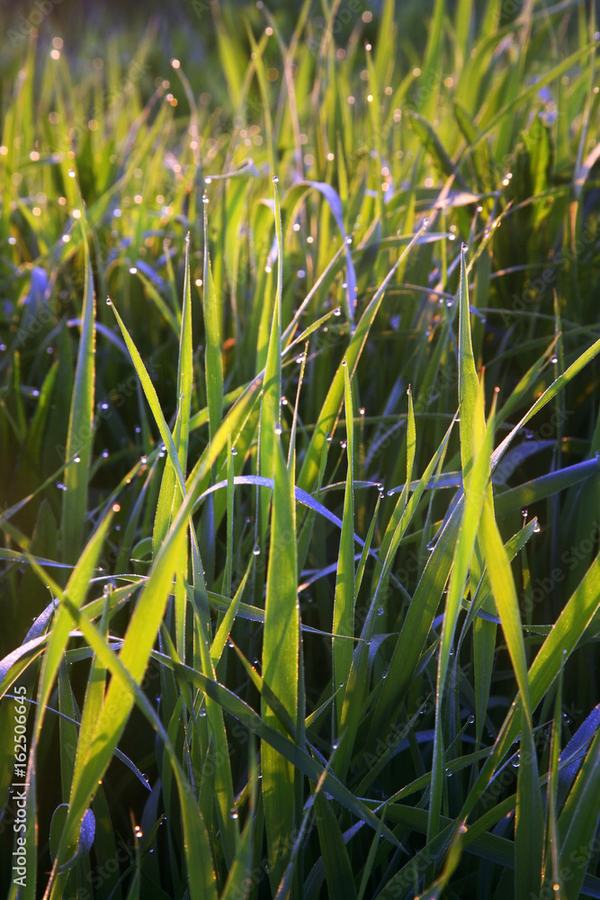 Obraz premium Landscape near Gagarin. Smolensk Oblast. Russia