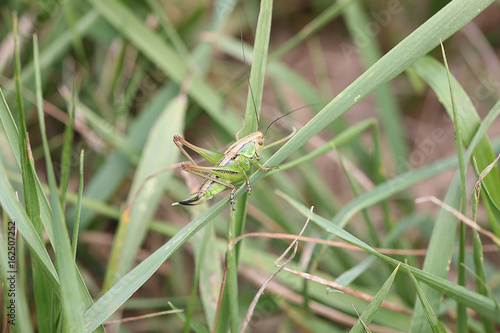 small green grasshopper on straw