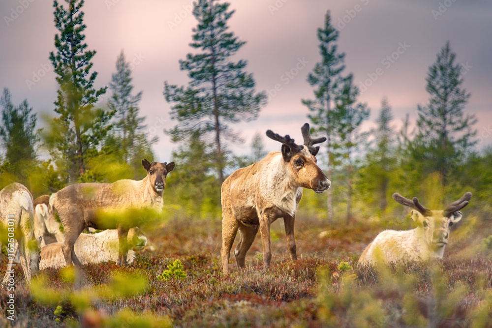 Fototapeta premium Feral reindeer in taiga