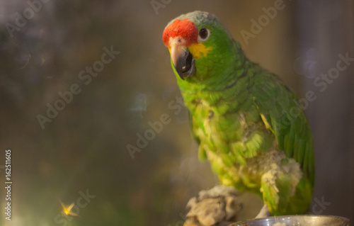 Green tropical talking parrot 