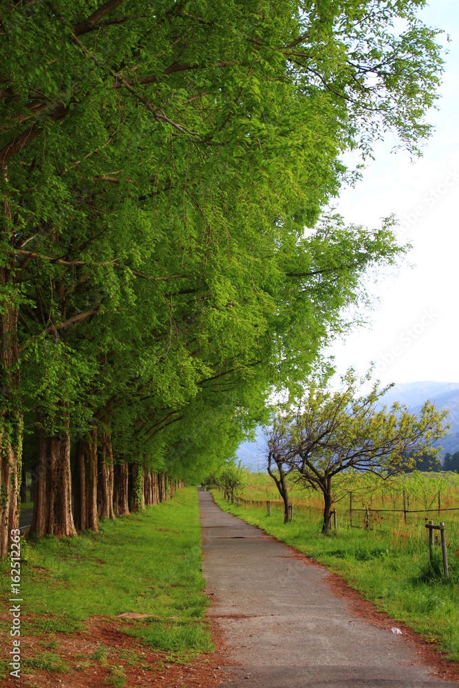 Fototapeta premium Metasequoia Namiki