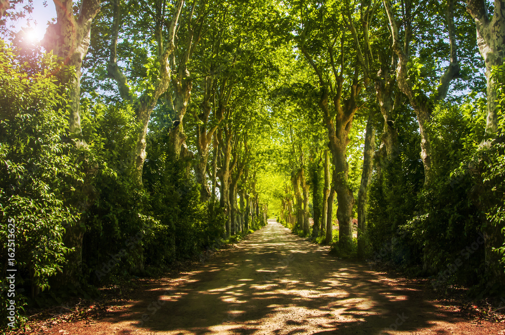 Fototapeta premium Orman Yolu