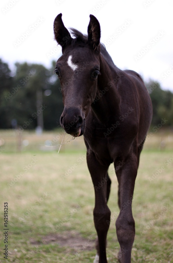 Foal portraitt