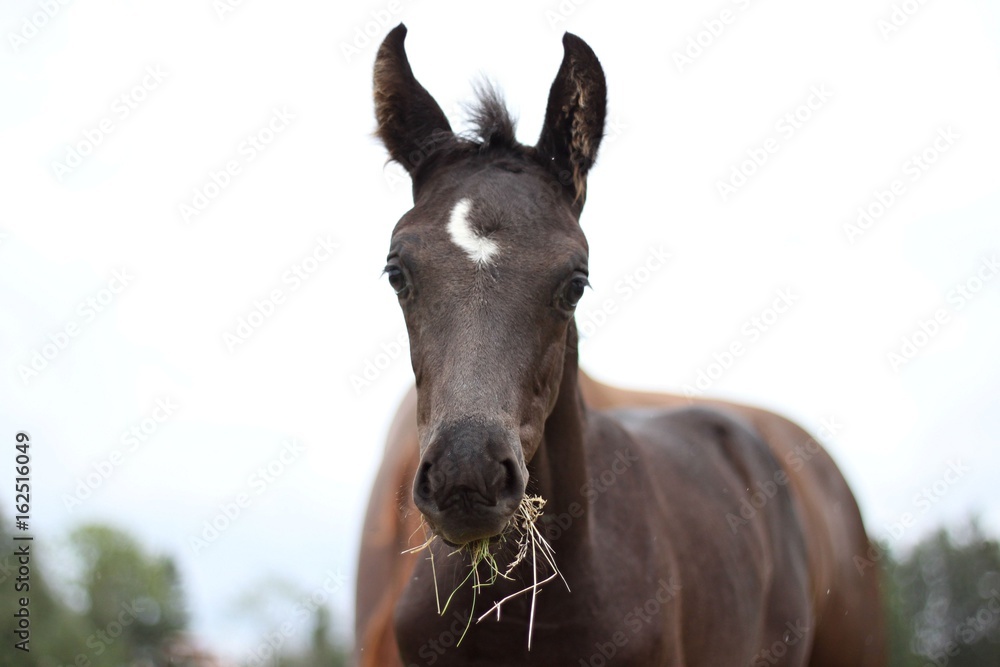 Fototapeta premium Foal eating
