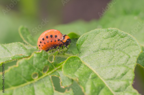 Red larva of the Colorado potato beetle eats potato leaves