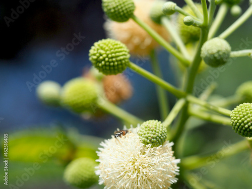 bee and Leucaena flower in a garden photo