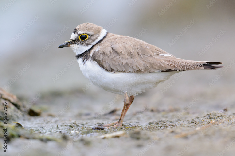 Flussregenpfeifer an einem Seeufer