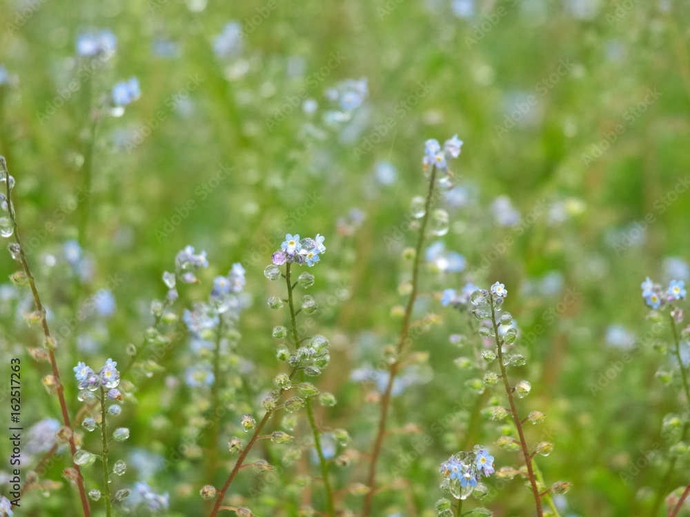 夏草　青くて小さな花　背景素材