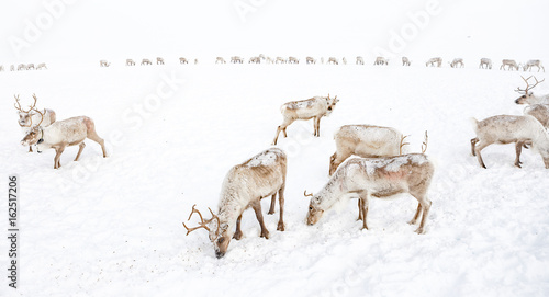 Reindeers 