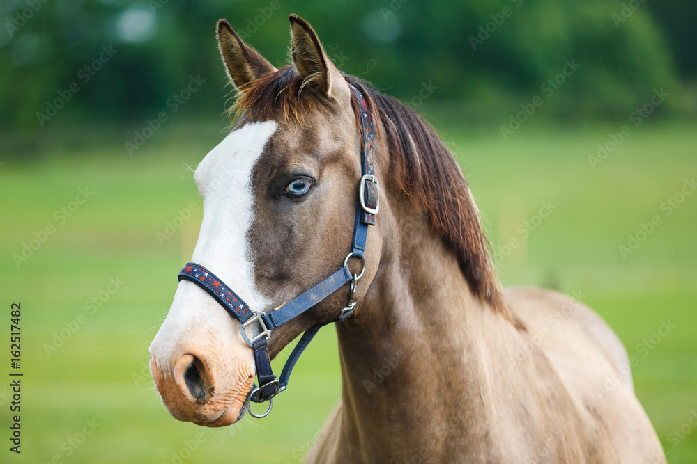 Horse with blue eyes Horse with blue eyes