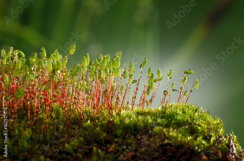 Fotografía Mossy hummock
