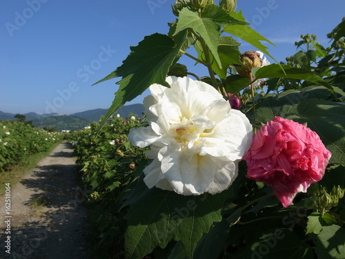 酔芙蓉の咲く農道