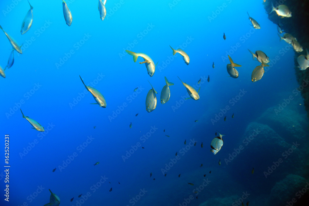 Saupe (Sarpa salpa) swim away and Two Banded Bream Saupe (Sarpa salpa) swim away and Two Banded Bream