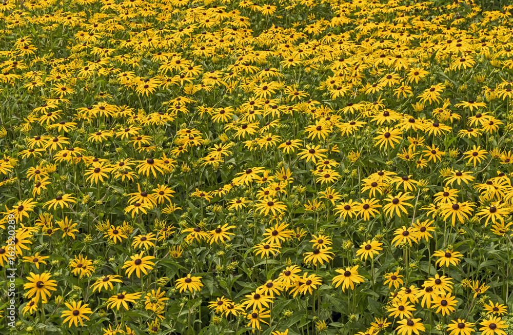 Fototapeta premium Sonnenhut (Rudbeckia)