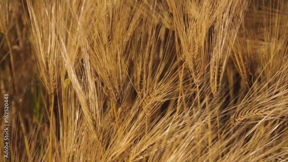 ears of wheat swaying in the breeze at sunset ears of wheat swaying in the breeze at sunset